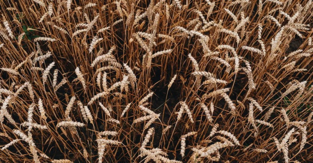 découvrez l'importance de la rotation des cultures pour améliorer la fertilité du sol, prévenir les maladies et augmenter les rendements agricoles de manière durable.