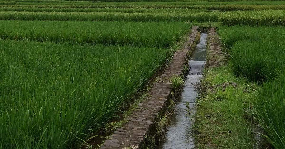 découvrez les avantages de l'irrigation goutte à goutte, une méthode efficace et économique pour optimiser l'arrosage de vos cultures tout en économisant l'eau.
