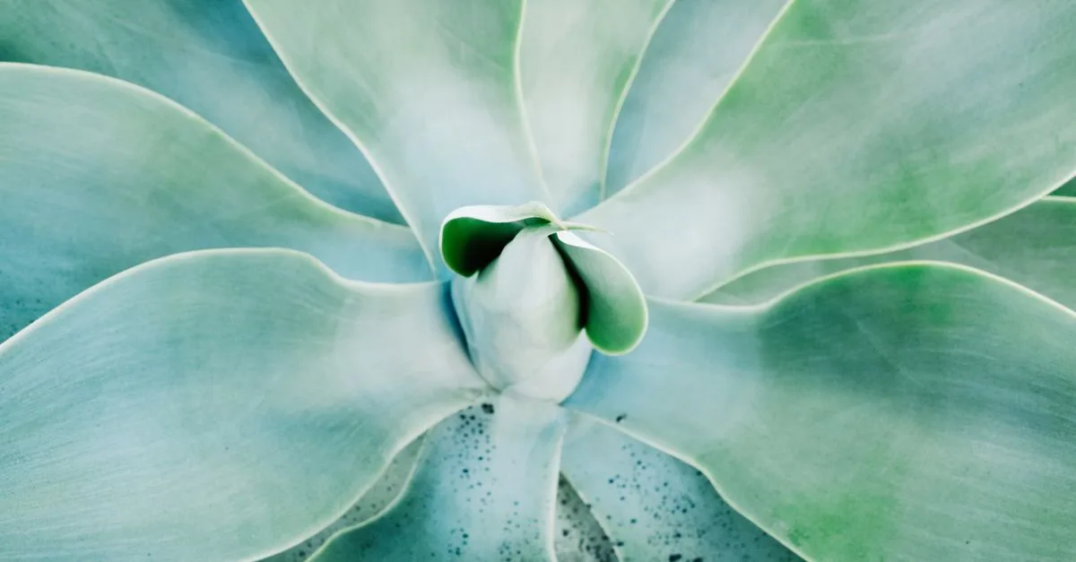 découvrez notre sélection de plantes résistantes à la sécheresse, idéales pour un jardin écologique et facile à entretenir même en période de faible pluviométrie.