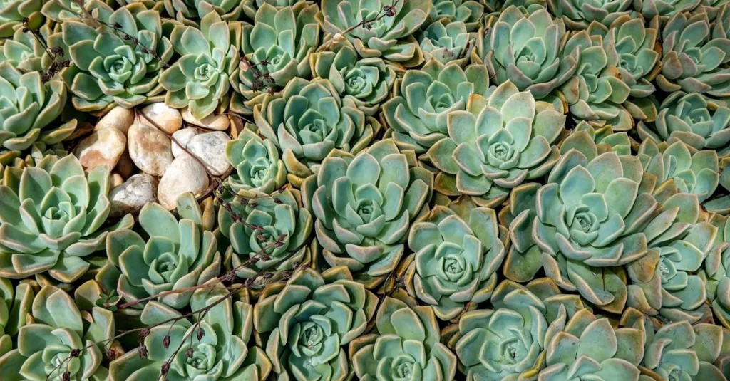 découvrez des plantes résistantes à la sécheresse, idéales pour un jardin nécessitant peu d'eau tout en restant verdoyant et attrayant.