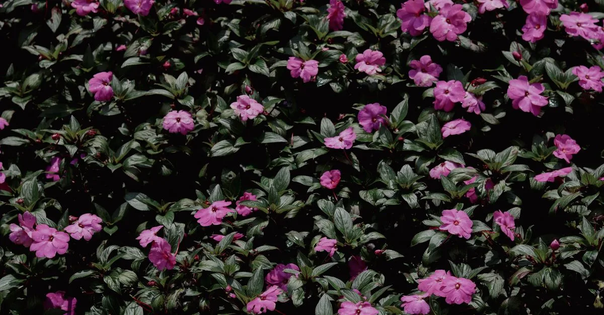 découvrez notre sélection de plantes couvre-sol idéales pour protéger et embellir vos jardins. plantes résistantes, faciles à entretenir et parfaites pour un sol toujours vert.