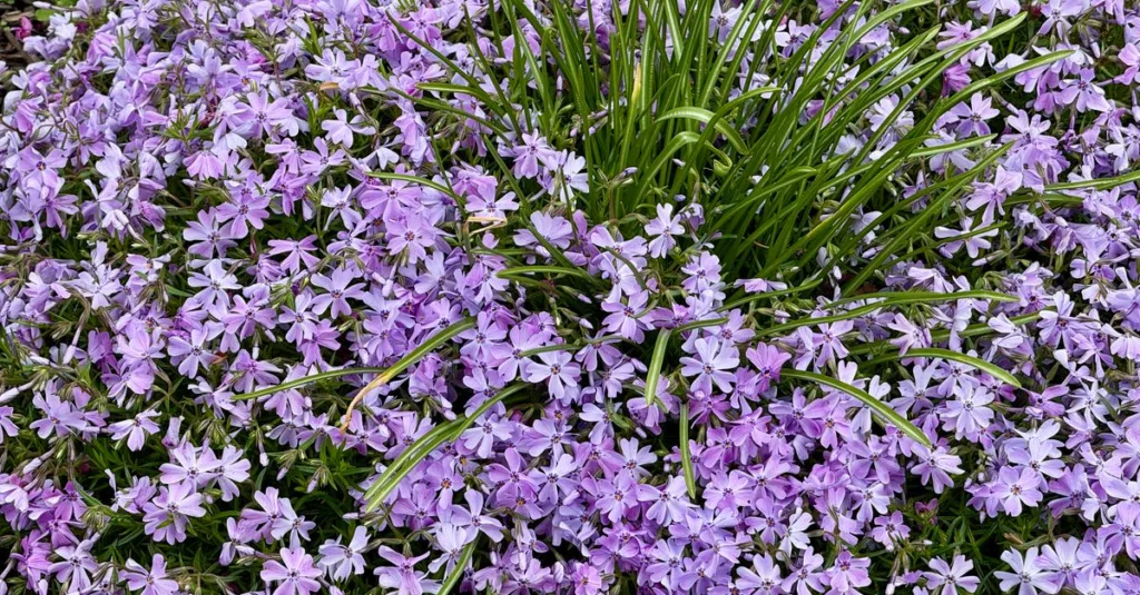 découvrez notre sélection de plantes couvre-sol idéales pour embellir et protéger votre jardin tout en limitant la croissance des mauvaises herbes.
