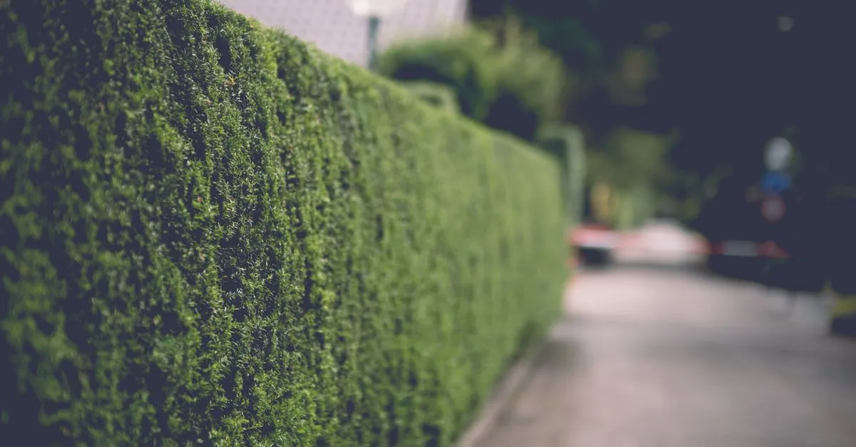 découvrez nos haies à croissance lente et faciles d'entretien, idéales pour un jardin élégant sans efforts constants.