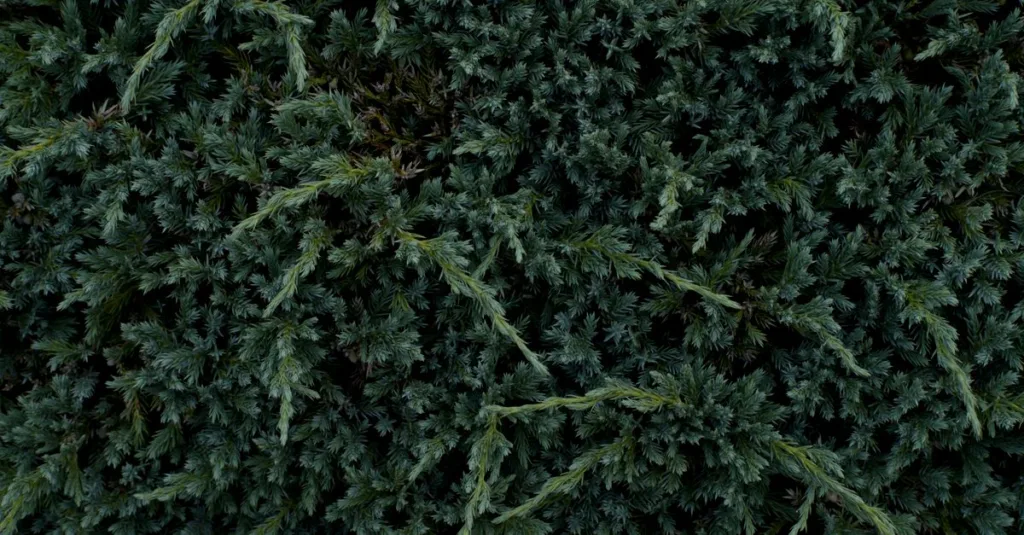 découvrez nos haies à croissance lente et faciles d'entretien, idéales pour un jardin élégant sans effort.