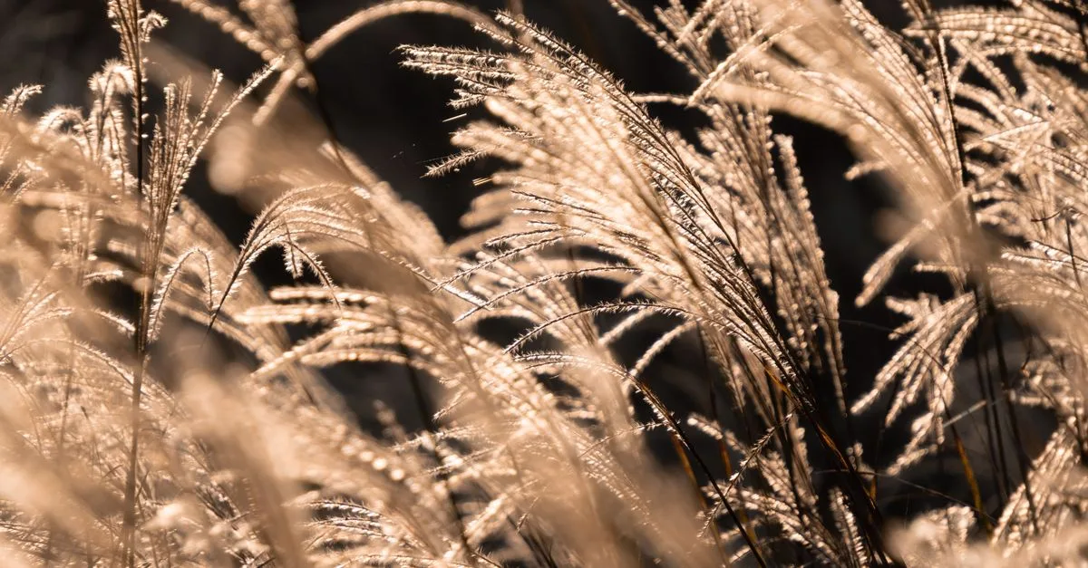 découvrez les avantages du paillage avec le miscanthus, une solution naturelle et écologique pour protéger et enrichir vos cultures tout en limitant les mauvaises herbes.
