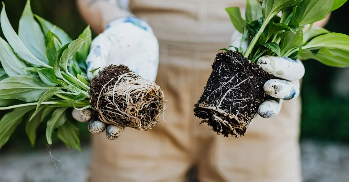 découvrez les meilleures plantes vivaces adaptées aux sols lourds pour un jardin florissant et durable.