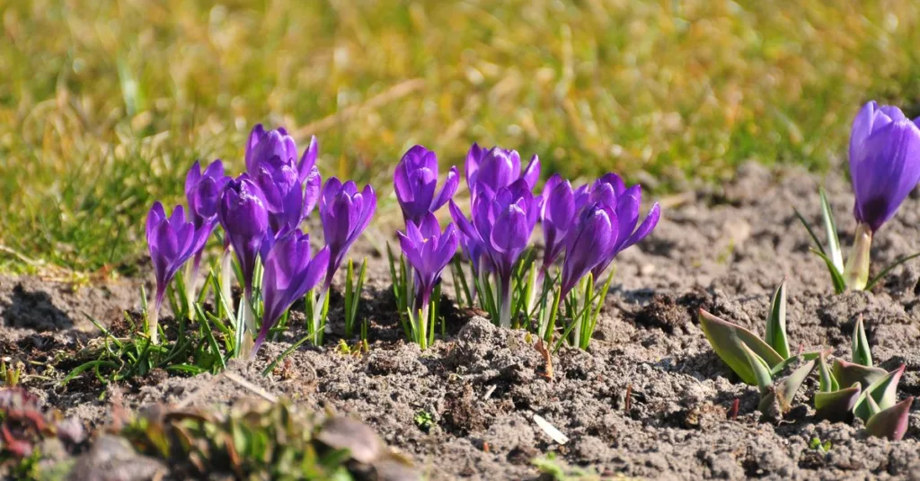 découvrez les meilleures plantes vivaces adaptées aux sols lourds pour un jardin durable et florissant toute l'année.