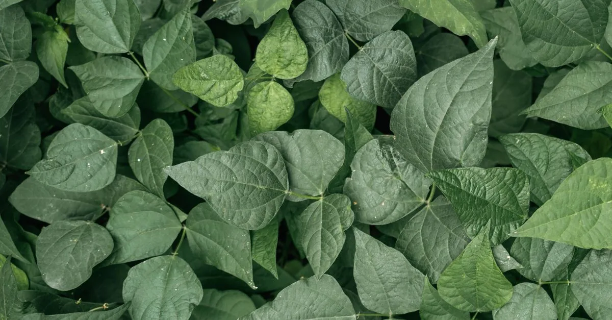 découvrez la culture des haricots à rames : conseils, techniques et astuces pour réussir la plantation et la récolte de ces légumes savoureux et nutritifs.