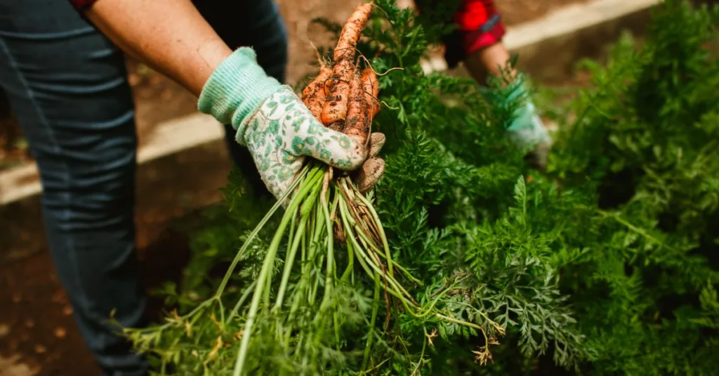 découvrez les meilleures associations de plantes pour vos légumes racines afin d'améliorer leur croissance et protéger vos cultures naturellement.
