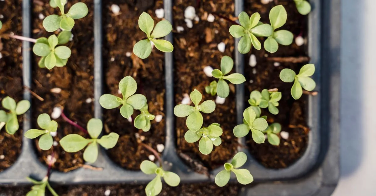 découvrez comment faire germer des graines d'abricot avec nos conseils pratiques pour réussir la germination et cultiver vos propres abricotiers.