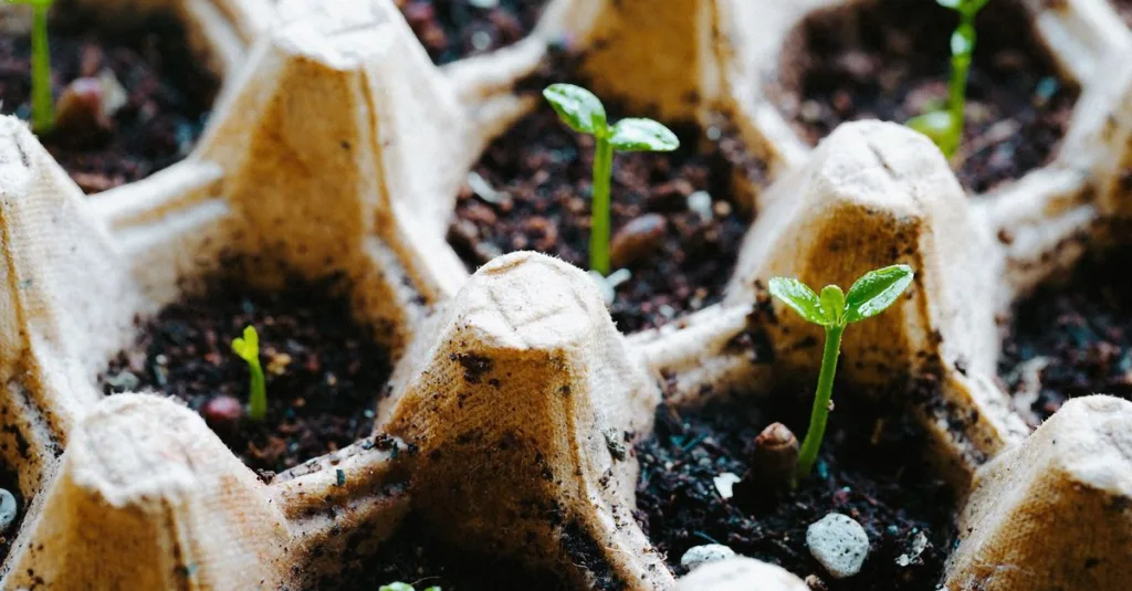 découvrez comment faire germer des graines d'abricot facilement avec nos conseils pratiques pour réussir la germination et cultiver vos propres noyaux d'abricot.