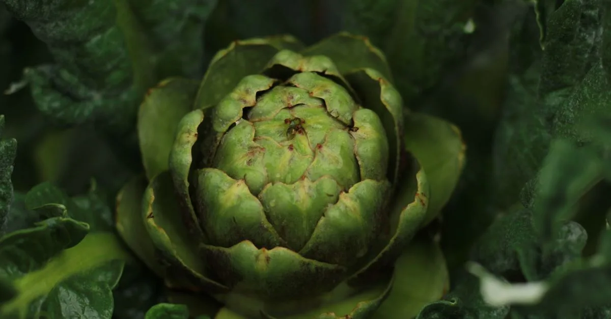 découvrez les techniques essentielles pour la culture de l'artichaut, de la plantation à la récolte, afin d'obtenir des artichauts savoureux et de qualité.