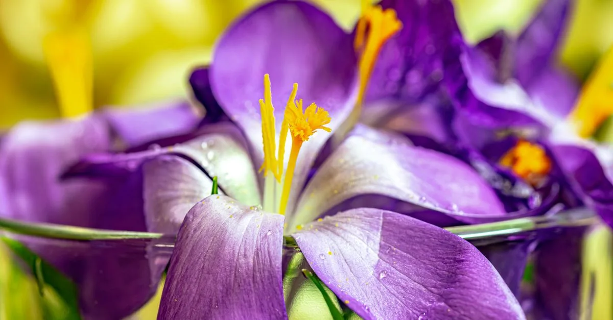 découvrez comment identifier le colchique d'automne : caractéristiques, période de floraison et conseils pour le reconnaître facilement dans la nature.