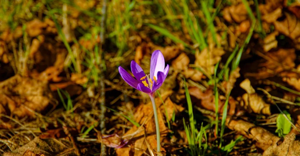 découvrez comment identifier le colchique d'automne grâce à nos conseils pratiques et photos détaillées.