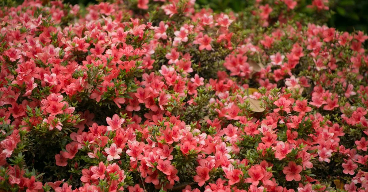 découvrez le meilleur moment pour planter vos azalées et assurer une floraison éclatante. conseils de saison et astuces pour réussir la plantation d'azalées.