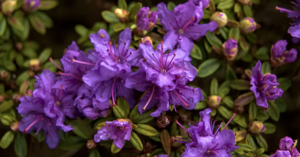 découvrez la meilleure période pour planter des azalées et assurer une floraison splendide tout au long de la saison.