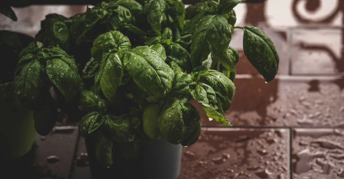 découvrez basil exposure, une plateforme innovante dédiée à la gestion et à l'optimisation de l'exposition aux risques liés au basilic. améliorez votre sécurité et votre efficacité grâce à nos solutions avancées.