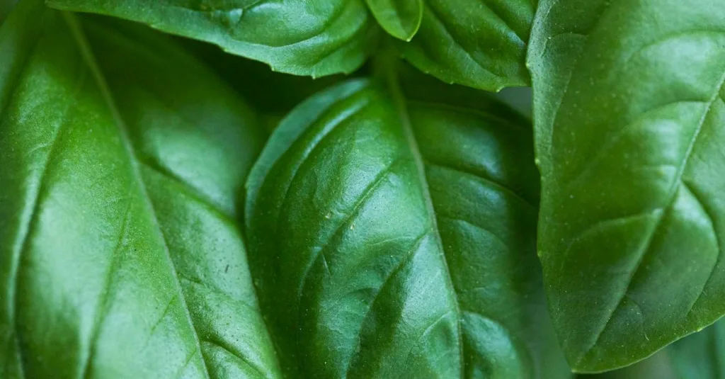 découvrez basil exposure, une technique innovante pour sublimer vos photos avec des éclairages naturels et subtils.