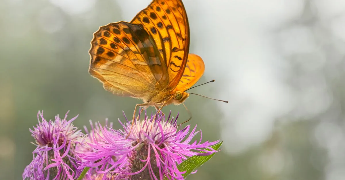 découvrez les fleurs qui attirent les papillons et embellissez votre jardin tout en favorisant la biodiversité.