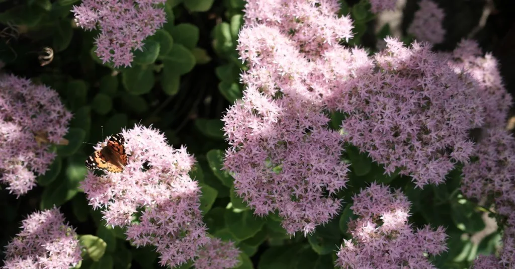 découvrez les fleurs qui attirent les papillons dans votre jardin pour créer un espace coloré et vivant, favorisant la biodiversité et la beauté naturelle.