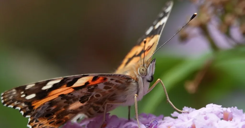 découvrez comment tailler efficacement votre buddleia (arbre aux papillons) pour favoriser une floraison abondante et maintenir une belle forme.