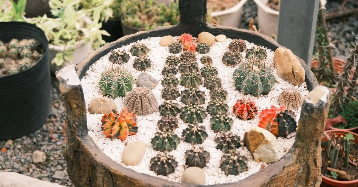 guide complet pour prendre soin de vos cactus : conseils d'arrosage, exposition, et entretien pour des plantes saines et durables.
