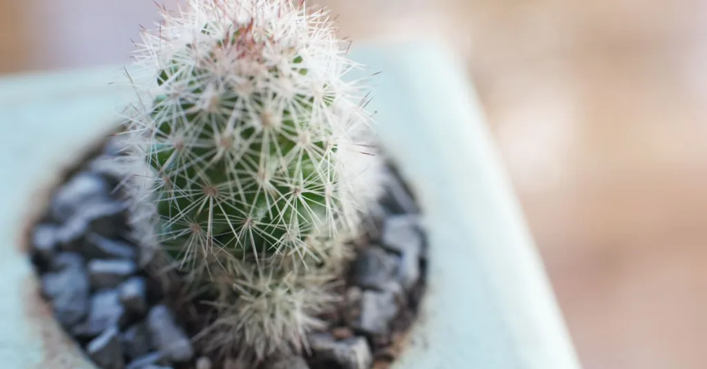 guide complet pour prendre soin de vos cactus : conseils d'arrosage, exposition, et entretien pour des plantes en bonne santé.
