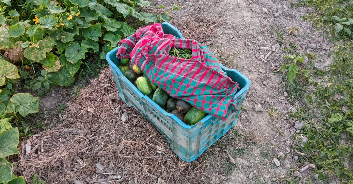 découvrez les meilleures techniques pour la culture du concombre, de la plantation à la récolte, afin d'obtenir des fruits savoureux et abondants.