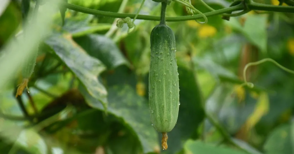 découvrez les meilleures pratiques pour la culture du concombre, de la préparation du sol à la récolte, pour obtenir des fruits savoureux et de qualité.