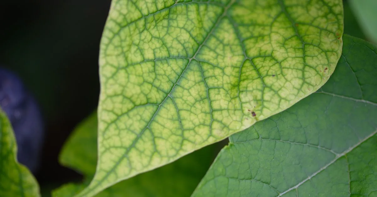 découvrez les méthodes efficaces pour le traitement du mildiou et protégez vos plantes contre cette maladie fongique courante.