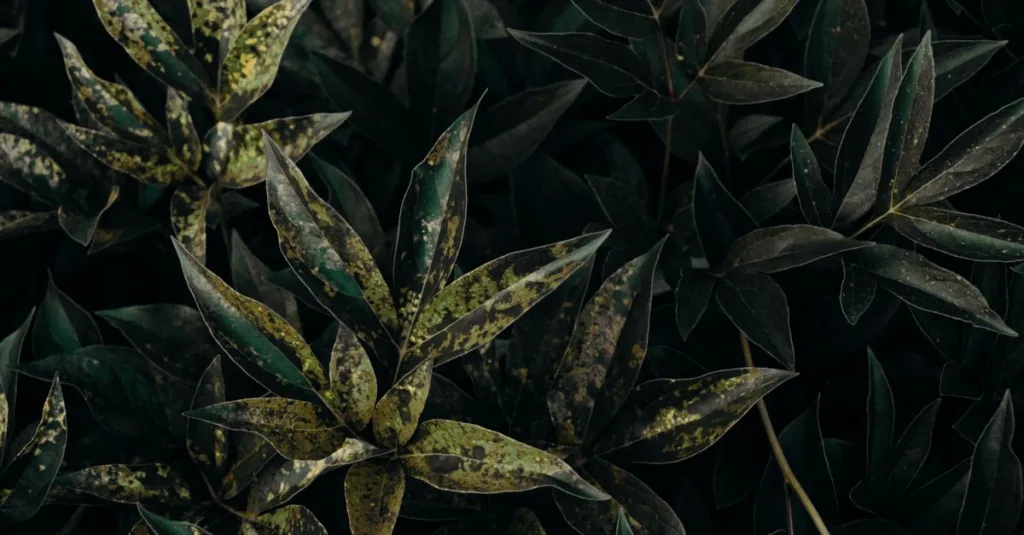 traitement efficace contre l'oïdium : méthodes, produits et conseils pour protéger vos plantes et prévenir le mildiou.