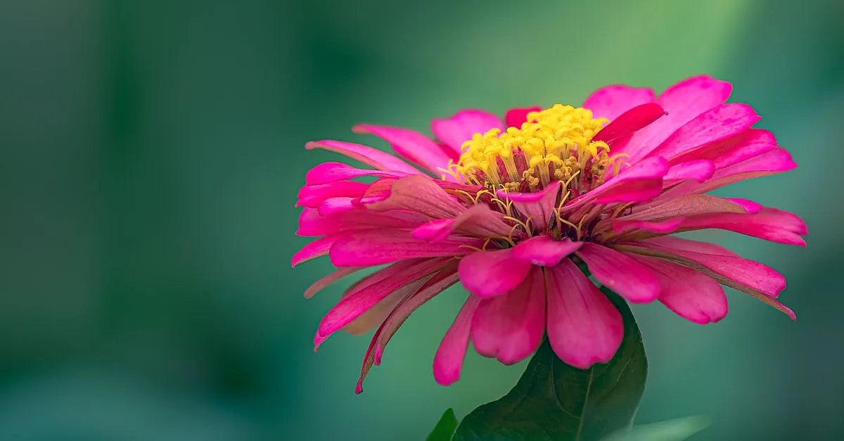 découvrez la f1 hybrid plant, une plante hybride innovante alliant performance et résistance pour un jardin unique et florissant.