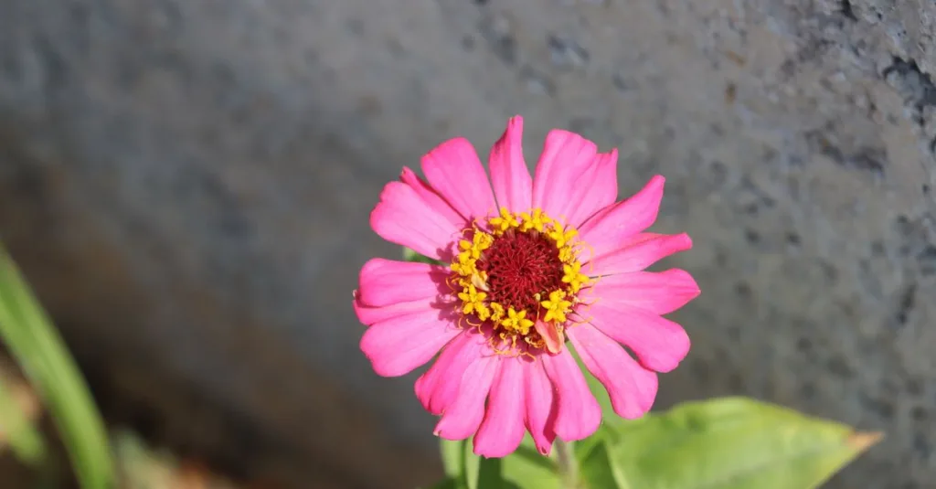 découvrez la plante hybride f1, combinant robustesse et beauté pour un jardin exceptionnel. parfaite pour les amateurs de jardinage cherchant des plantes résistantes et florifères.