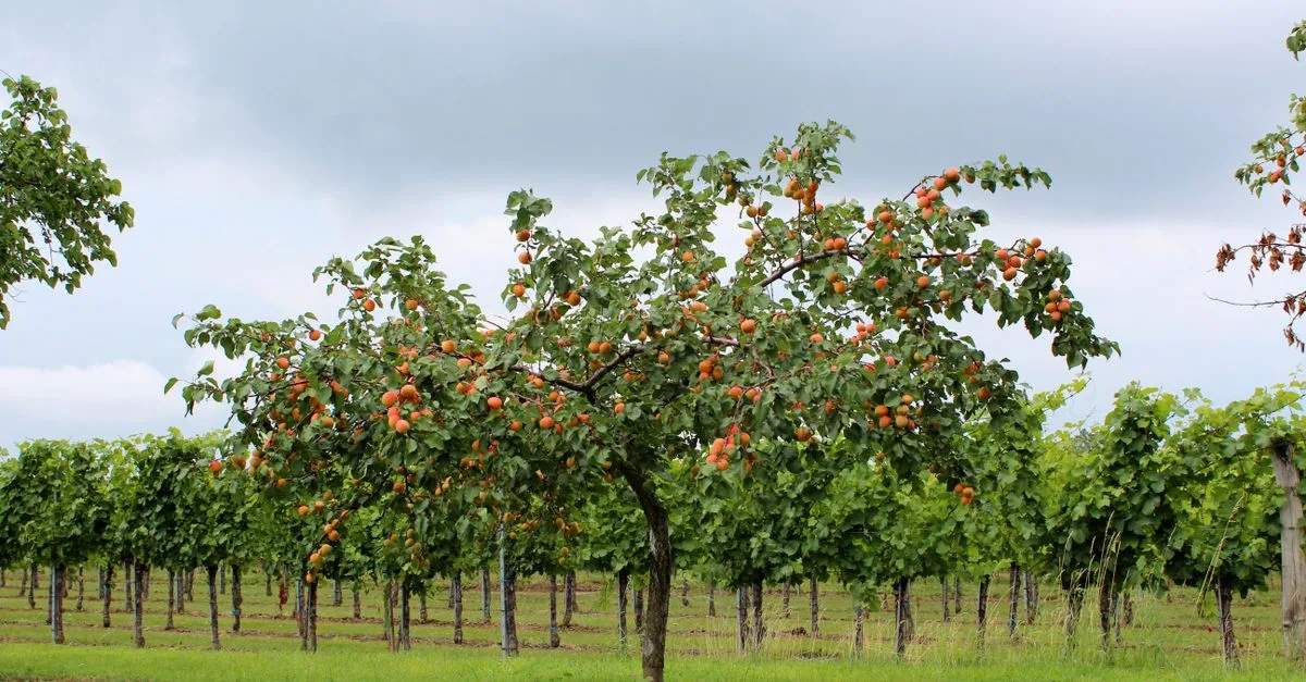 découvrez notre sélection d'arbres fruitiers pour embellir votre jardin et récolter des fruits frais toute l'année. conseils de plantation et entretien inclus.
