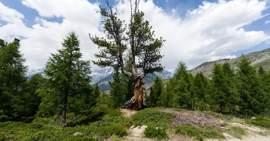 découvrez l'arbre gentiane, une plante unique aux propriétés remarquables, idéale pour enrichir votre jardin et embellir votre espace naturel.