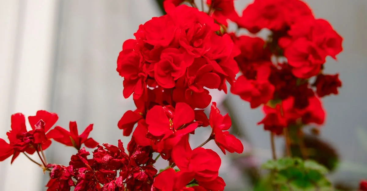 conseils essentiels pour prendre soin de votre géranium : arrosage, exposition, taille et protection contre les maladies pour des plantes saines et florissantes.