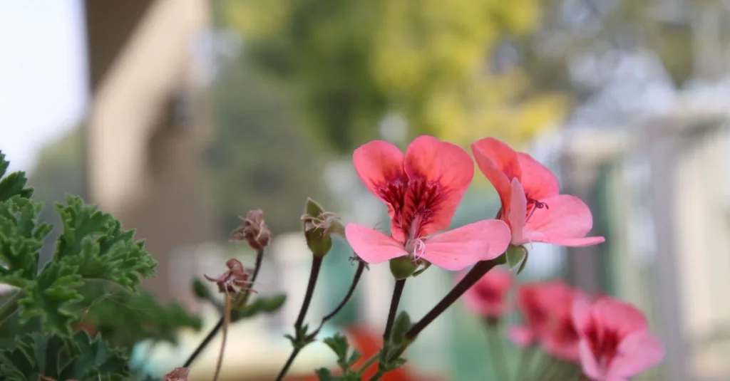 conseils et astuces pour prendre soin de votre géranium : arrosage, exposition, taille et prévention des maladies afin de garder vos plantes en bonne santé toute l'année.