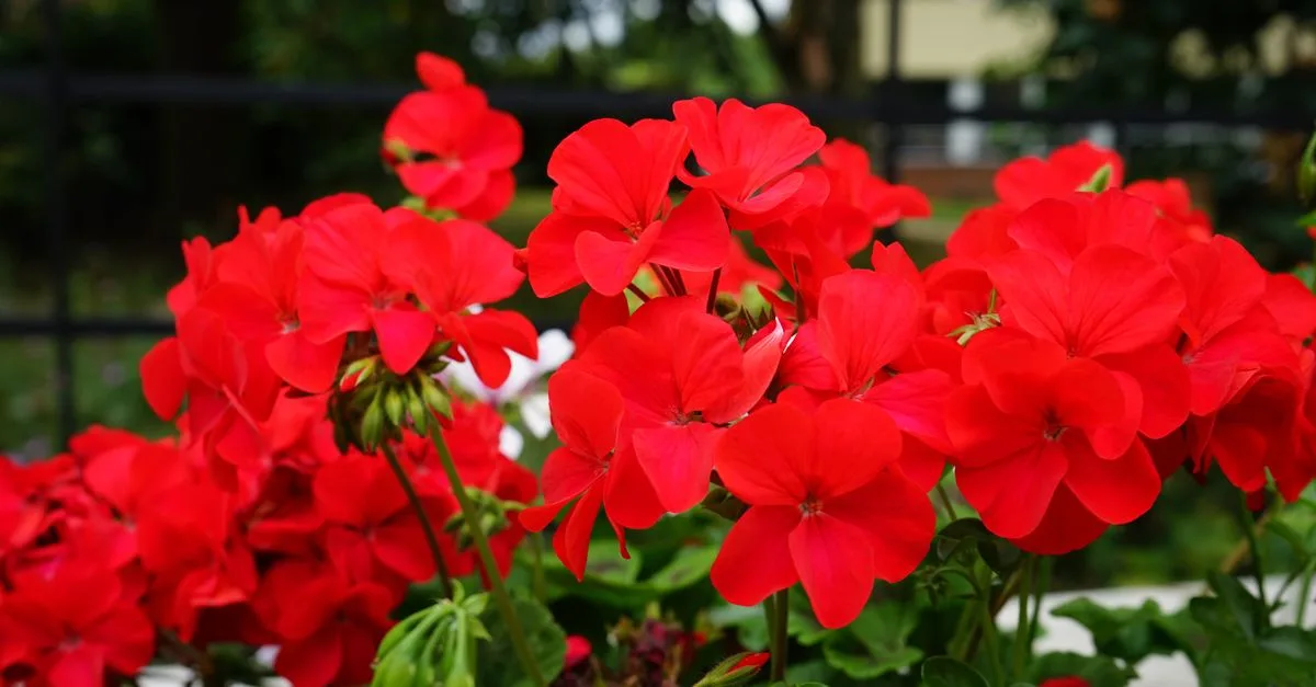 découvrez le meilleur moment pour planter des géraniums afin d'assurer une croissance optimale et une floraison abondante dans votre jardin.