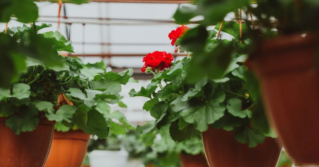 découvrez le meilleur moment pour planter vos géraniums afin d'assurer une floraison abondante et des plantes en pleine santé tout au long de la saison.