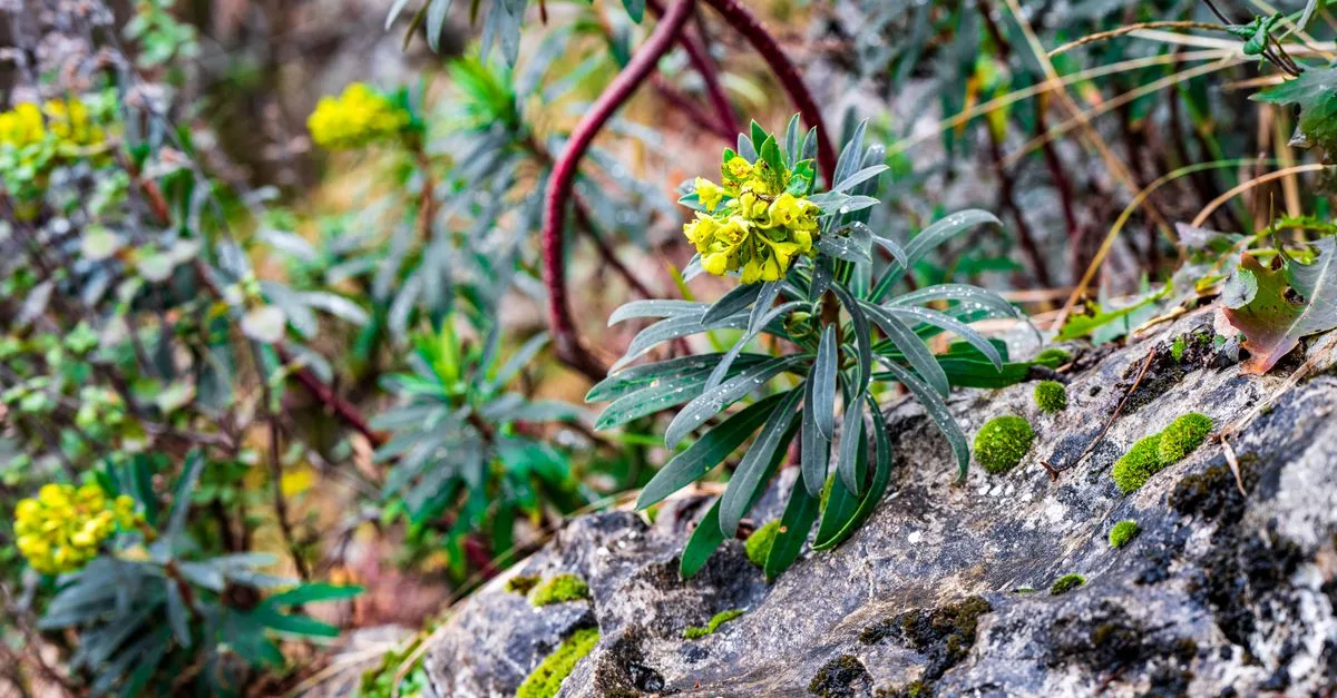 découvrez comment cultiver le génépi chez vous : conseils pratiques, conditions de culture et astuces pour réussir cette plante alpine précieuse.