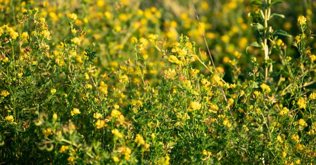 découvrez comment cultiver le génépi, une plante aromatique alpine prisée pour ses vertus médicinales et son utilisation dans les liqueurs traditionnelles.