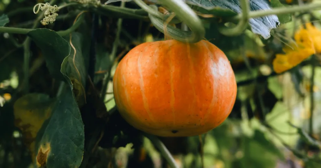 découvrez comment cultiver des courges longues et belles facilement dans votre jardin, avec des conseils pratiques pour un rendement optimal et une croissance saine.