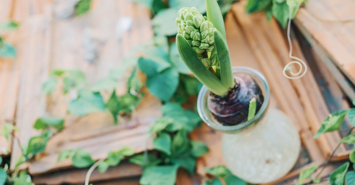 conseils pour prendre soin de vos jacinthes après la floraison afin d'assurer leur santé et favoriser une belle repousse.