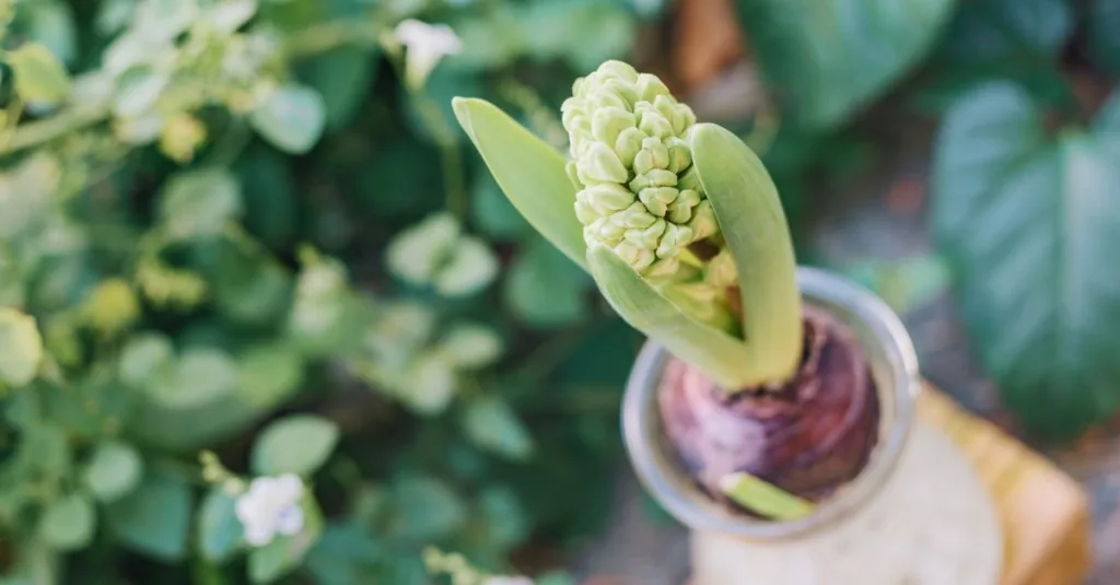 découvrez comment prendre soin des jacinthes après la floraison pour prolonger leur beauté et favoriser une nouvelle croissance.