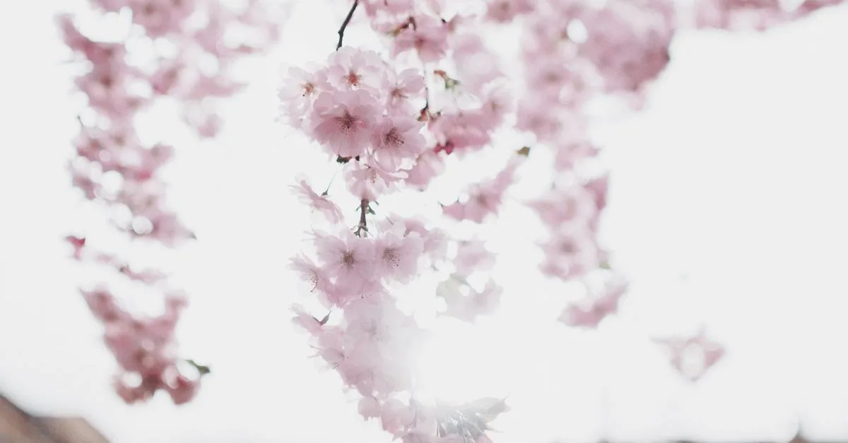 conseils d'entretien pour le cerisier japonais : taille, arrosage et soins pour une floraison magnifique toute l'année.