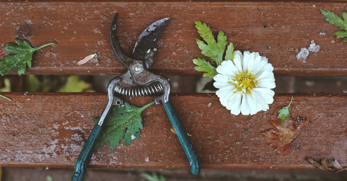 découvrez comment tailler le jasmin pour favoriser une croissance saine et une floraison abondante. guide pratique de taille étape par étape.