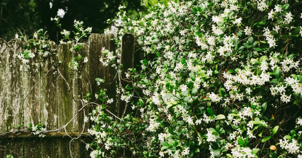 découvrez comment tailler le jasmin pour favoriser une croissance saine et floraison abondante grâce à nos conseils pratiques de taille.