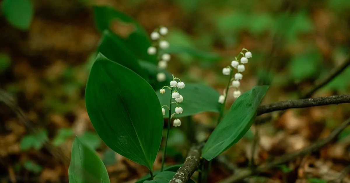 découvrez le charme délicat du muguet, une fleur symbole de bonheur et de fraîcheur, idéale pour égayer vos jardins et bouquets.