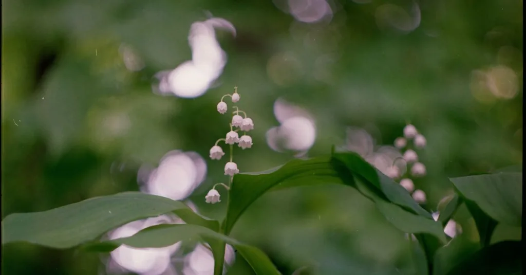 découvrez la délicatesse et la beauté du muguet, symbole du bonheur et du renouveau, avec nos conseils de culture et d'entretien.