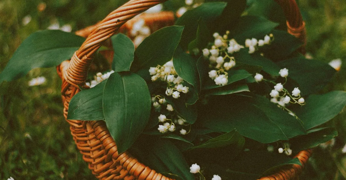 découvrez comment planter du muguet facilement et profiter de ses jolies clochettes parfumées au printemps. conseils et astuces pour réussir la plantation du lys de la vallée.